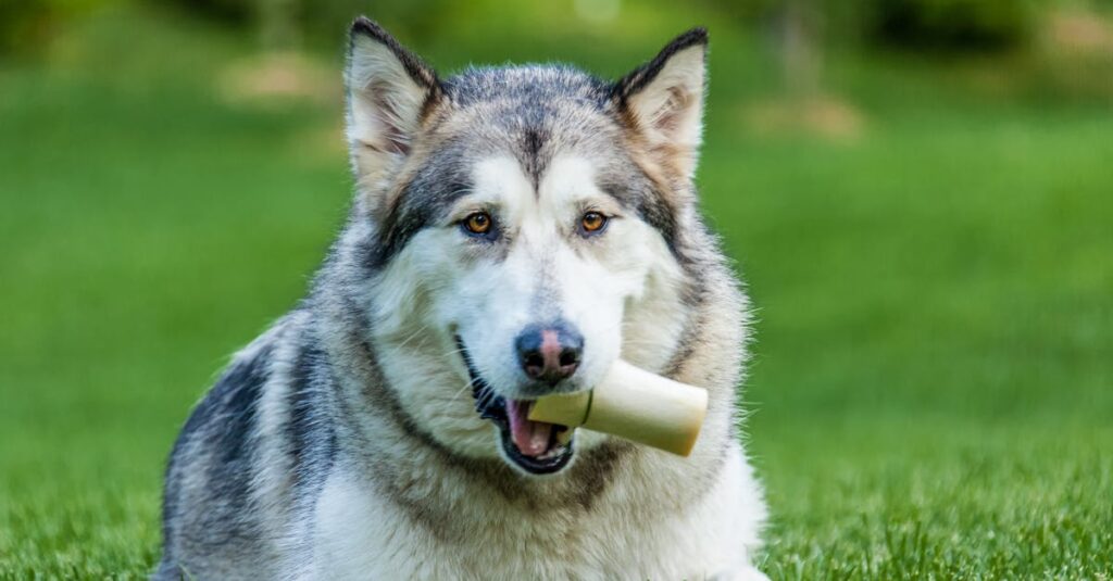 découvrez le chien loup tchécoslovaque, une race fascinante alliant intelligence, loyauté et un côté sauvage. apprenez-en plus sur son tempérament unique, ses besoins en exercice et son rôle en tant qu'animal de compagnie privilégié pour les amateurs de chiens exotiques.