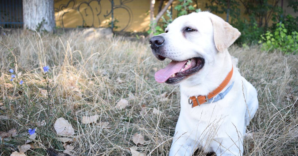 découvrez tout sur le labrador, l'une des races de chiens les plus adorées au monde. apprenez ses caractéristiques, son tempérament, ses besoins en exercice et comment en prendre soin pour garantir une vie heureuse à votre compagnon à quatre pattes.