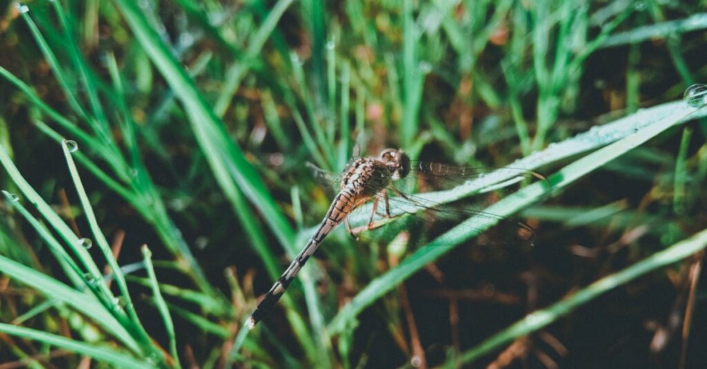 découvrez tout sur la durée de vie des espèces, les facteurs qui l'influencent et comment les avancées scientifiques contribuent à améliorer la longévité humaine. explorez des conseils pour maintenir un mode de vie sain et prolonger votre existence.
