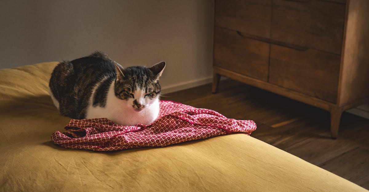 protégez votre compagnon à quatre pattes avec une assurance pour animaux. découvrez nos plans d'assurance pour animaux de compagnie adaptés à vos besoins, pour une couverture santé optimale et une tranquillité d'esprit. comparez les options et trouvez la meilleure protection pour votre chien ou votre chat.