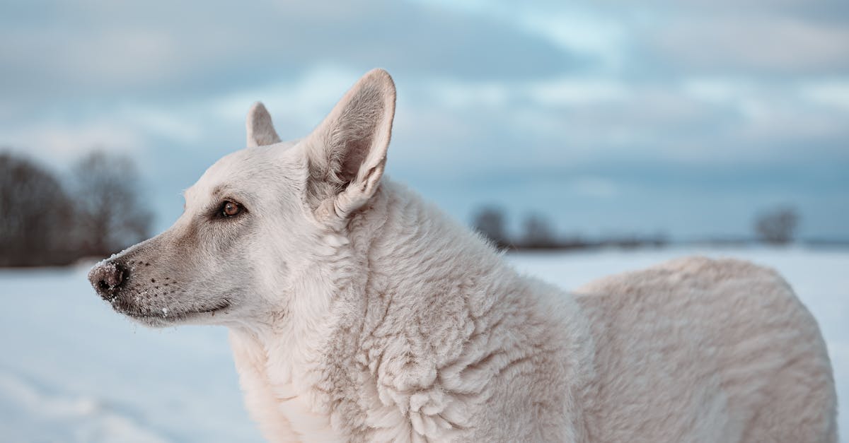 découvrez le berger blanc suisse, un chien majestueux et intelligent, idéal pour les familles. apprenez-en plus sur son caractère, son éducation, et ses besoins spécifiques pour en faire un compagnon exceptionnel.