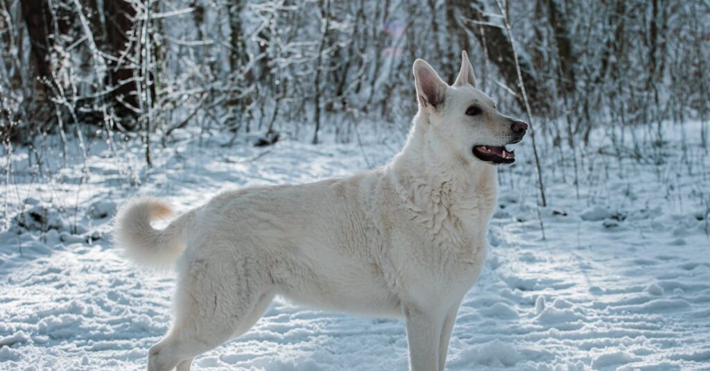 découvrez tout sur le berger blanc suisse, une race canine élégante et intelligente, idéale pour la famille. apprenez ses caractéristiques, son comportement et comment en prendre soin.