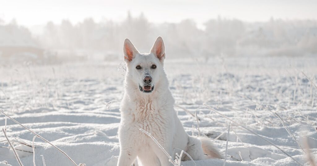 découvrez le berger blanc suisse, une race canine élégante et loyale, connue pour son intelligence et sa gentillesse. parfait pour les familles et les amateurs de plein air, ce chien exceptionnel est un compagnon dévoué et protecteur. apprenez-en plus sur son caractère, son éducation et ses besoins spécifiques.
