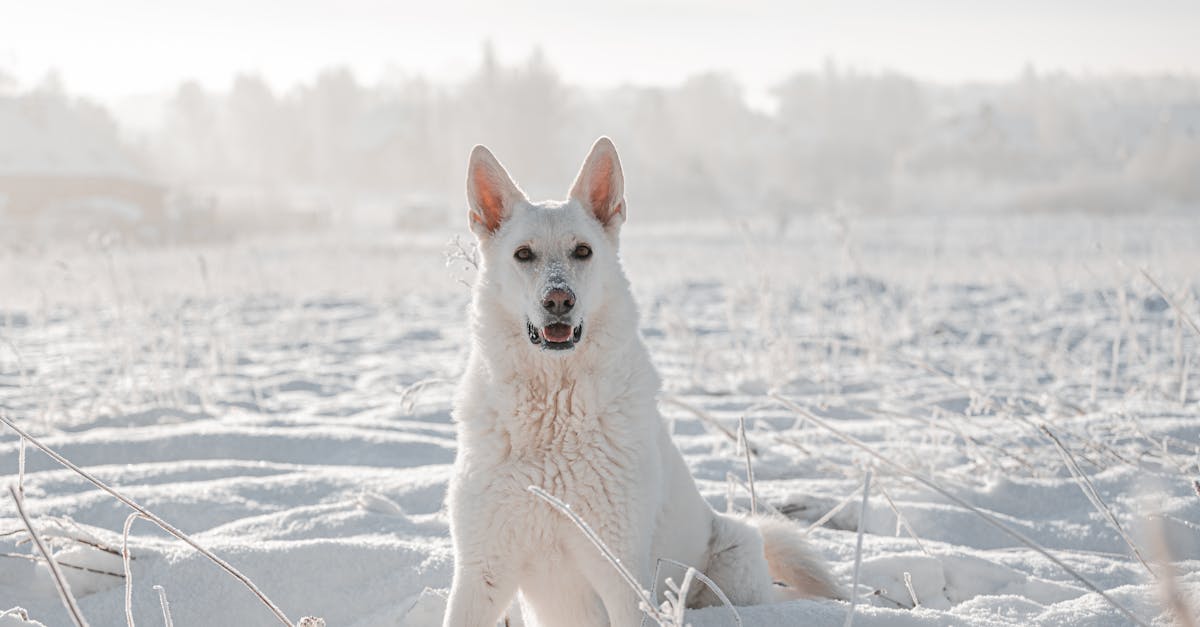 découvrez le berger blanc suisse, une race canine élégante et loyale, connue pour son intelligence et sa gentillesse. parfait pour les familles et les amateurs de plein air, ce chien exceptionnel est un compagnon dévoué et protecteur. apprenez-en plus sur son caractère, son éducation et ses besoins spécifiques.
