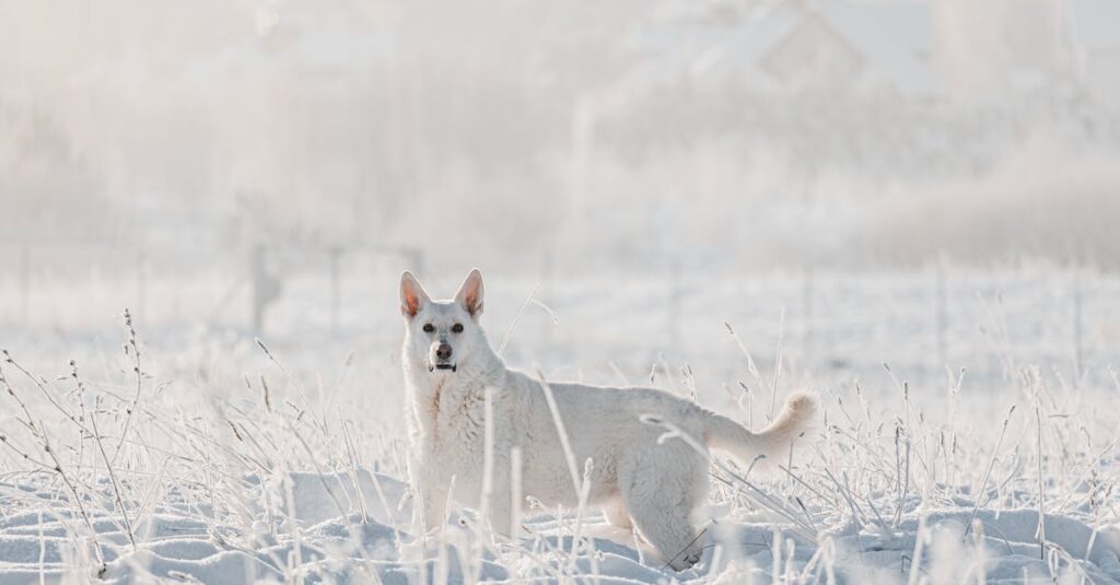 découvrez le berger blanc suisse, une race canine élégante et intelligente, reconnue pour sa beauté et son caractère doux. apprenez tout sur ses caractéristiques, ses besoins et comment en prendre soin pour en faire un compagnon idéal pour votre famille.