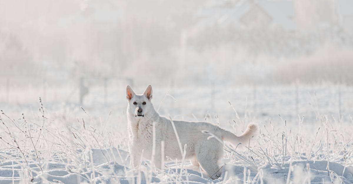 découvrez le berger blanc suisse, une race canine élégante et intelligente, reconnue pour sa beauté et son caractère doux. apprenez tout sur ses caractéristiques, ses besoins et comment en prendre soin pour en faire un compagnon idéal pour votre famille.