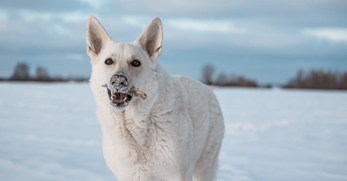 découvrez l'adoption de berger blanc suisse, une race exceptionnelle connue pour sa loyauté et son intelligence. offrez à un compagnon canin affectueux et protecteur un foyer aimant. informez-vous sur le processus d'adoption, les caractéristiques de cette race et comment intégrer un berger blanc suisse dans votre vie.