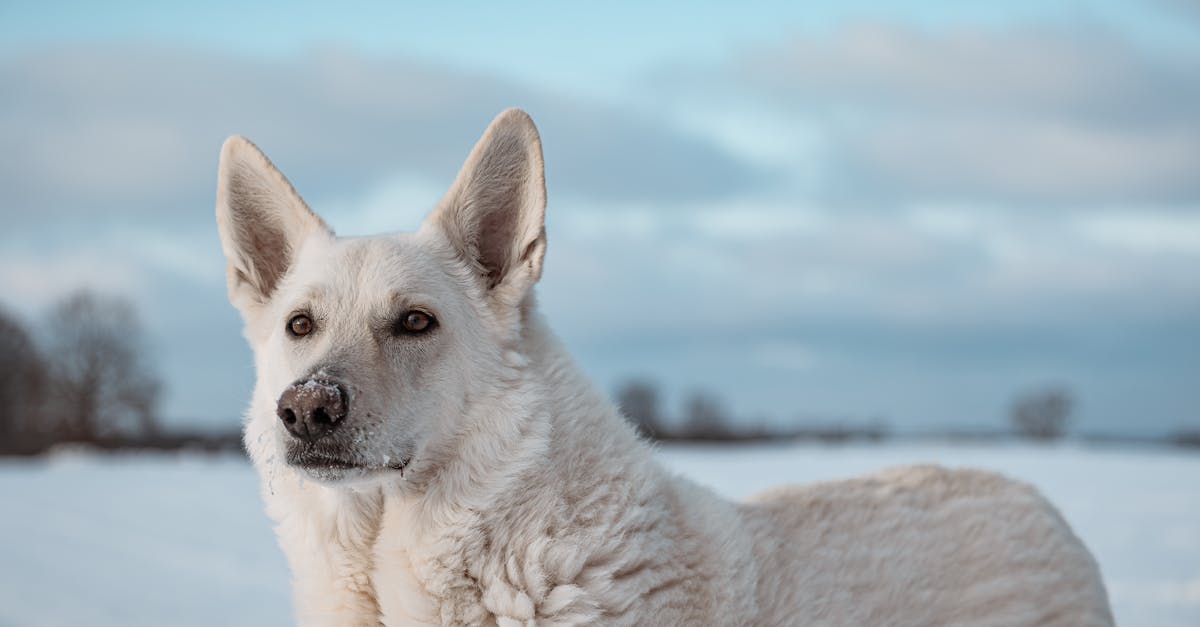 découvrez le mélange unique entre le berger blanc suisse et le husky : une race fascinante alliant intelligence, élégance et énergie. apprenez tout sur leur tempérament, leurs besoins et pourquoi ils font des compagnons idéaux pour les familles actives.