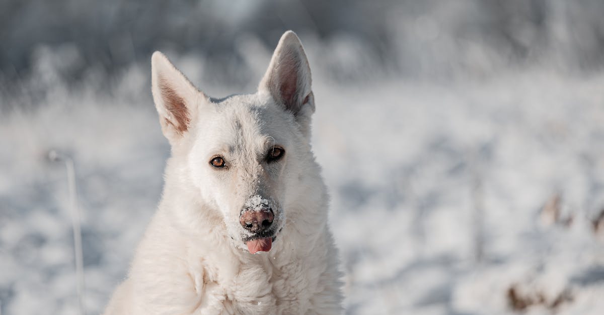 découvrez le berger blanc suisse, une race de chien élégante et intelligente, connue pour son pelage blanc et son tempérament doux. apprenez tout sur ses caractéristiques, son éducation et ses besoins pour offrir à votre compagnon une vie épanouie.