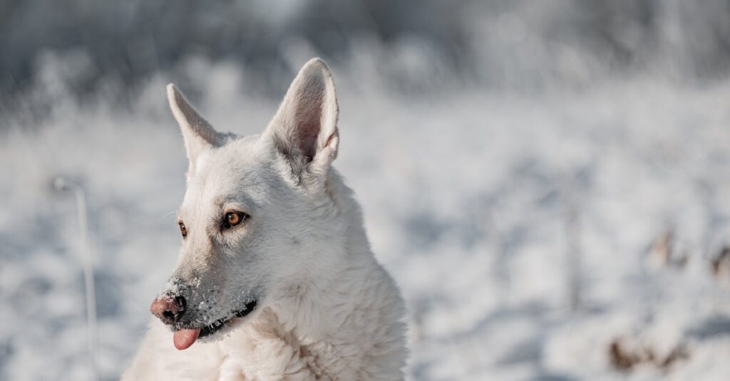 découvrez le berger blanc suisse, une race de chien alliant intelligence et douceur. apprenez tout sur son caractère, ses besoins et son éducation pour en faire un compagnon idéal.