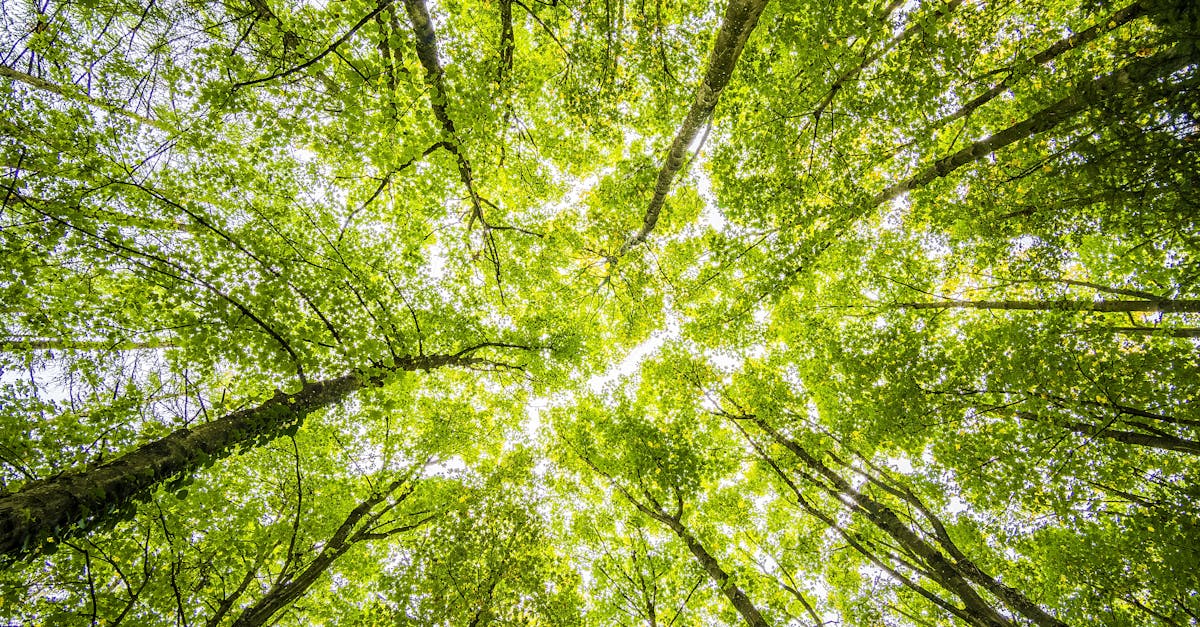 découvrez les stratégies et conseils essentiels pour favoriser la croissance personnelle et professionnelle. apprenez à surmonter les obstacles, à développer des compétences clés et à exploiter votre potentiel pour atteindre vos objectifs de croissance durables.