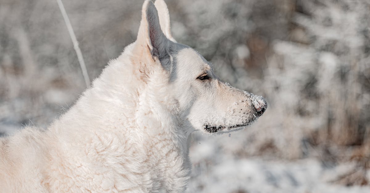 découvrez le berger blanc suisse, une race de chien élégante et loyale, réputée pour son intelligence et sa douceur. apprenez-en davantage sur son éducation, ses besoins et ses qualités pour trouver le compagnon idéal.