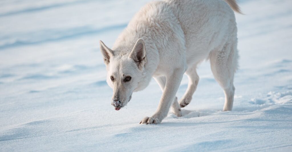 découvrez le berger blanc suisse, une race canine élégante et intelligente, réputée pour son caractère affectueux et ses compétences exceptionnelles en obéissance et en travail. apprenez tout sur son élevage, son éducation et ses besoins spécifiques pour en faire un compagnon idéal.