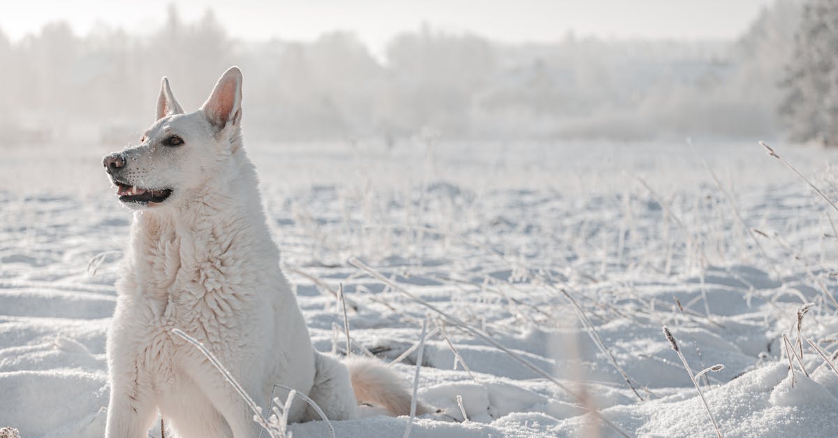 découvrez tout sur le berger blanc suisse, une race canine élégante et intelligente. apprenez à connaître ses caractéristiques, son tempérament et les soins nécessaires pour garantir le bonheur et la santé de votre compagnon à quatre pattes.