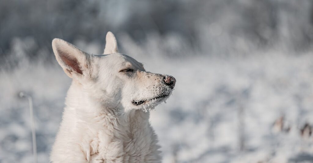 découvrez le berger blanc suisse, une race de chien élégante et intelligente, connue pour son amour inconditionnel et sa loyauté envers sa famille. idéal pour les activités en plein air, ce compagnon doux et protecteur séduit par son tempérament équilibré et son physique majestueux.