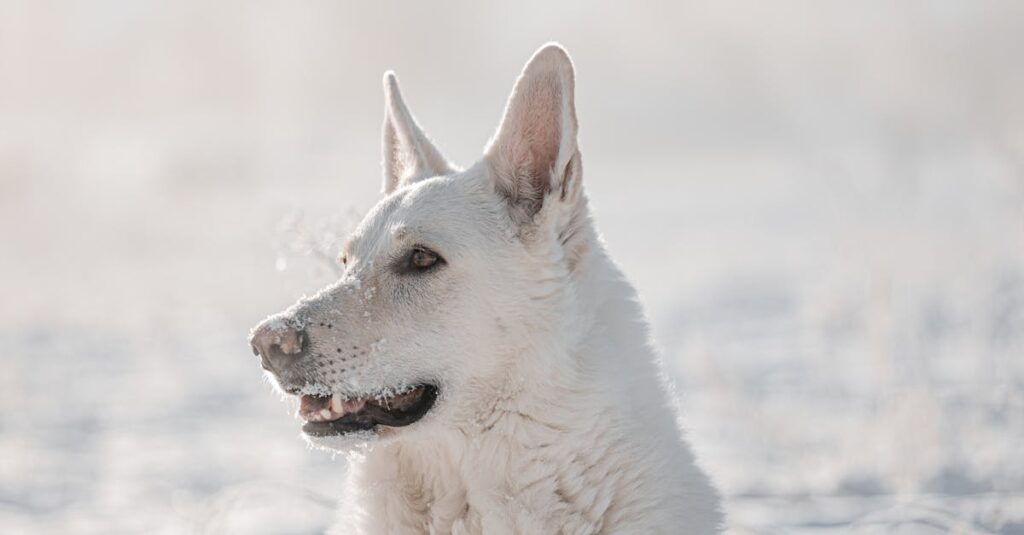 découvrez le berger blanc suisse, une race canine élégante et fidèle. apprenez tout sur son caractère, ses besoins en matière de soins et d'éducation, et trouvez des conseils pour offrir à votre compagnon à quatre pattes une vie épanouissante.