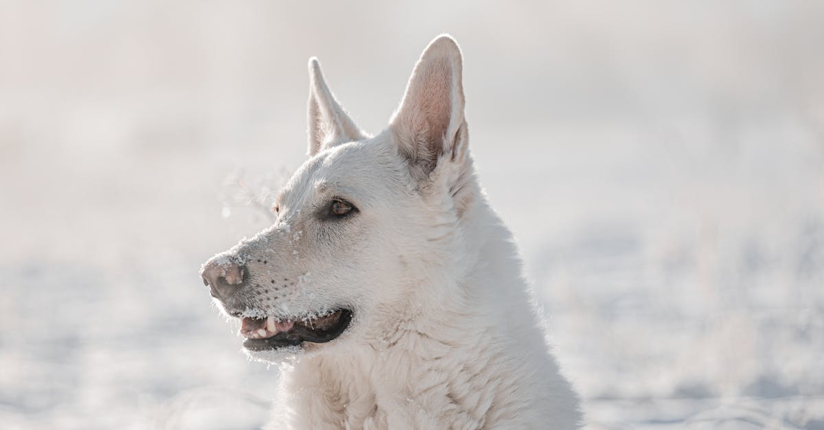découvrez le berger blanc suisse, une race canine élégante et fidèle. apprenez tout sur son caractère, ses besoins en matière de soins et d'éducation, et trouvez des conseils pour offrir à votre compagnon à quatre pattes une vie épanouissante.