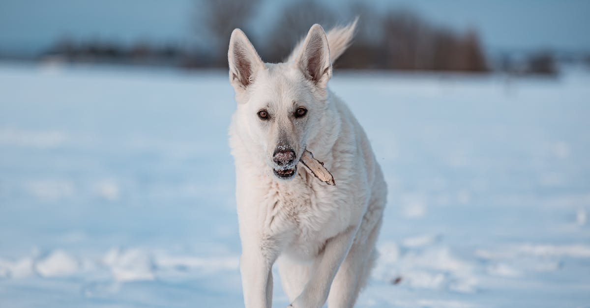 découvrez le berger blanc suisse, une race majestueuse et affectueuse, parfaite pour les familles. apprenez tout sur son caractère, ses besoins et ses conseils d'éducation pour en faire un compagnon idéal.