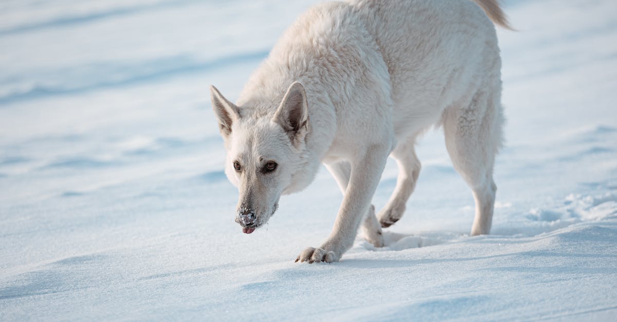 découvrez le berger blanc suisse, une race canine élégante et intelligente, réputée pour son caractère affectueux et ses compétences exceptionnelles en obéissance et en travail. apprenez tout sur son élevage, son éducation et ses besoins spécifiques pour en faire un compagnon idéal.