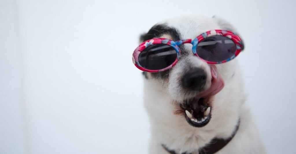 découvrez notre sélection de nourriture pour chien adaptée à tous les besoins : croquettes, pâtées et friandises de qualité pour assurer la santé et le bien-être de votre compagnon à quatre pattes.
