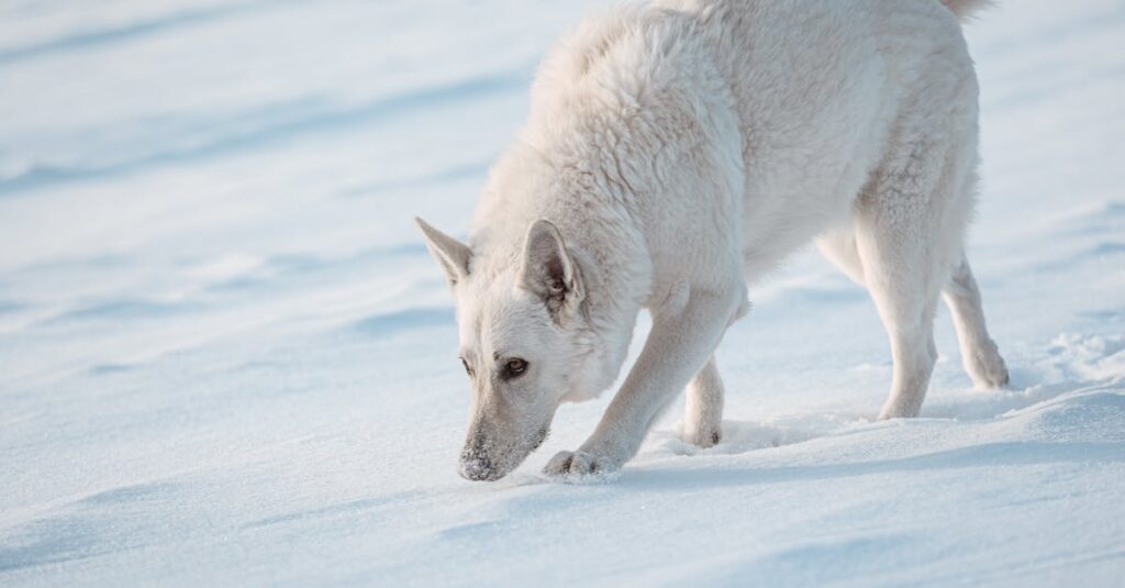 découvrez le berger blanc suisse, un compagnon fidèle et intelligent. avec son pelage immaculé et son tempérament doux, cette race est idéale pour les familles et les amateurs de plein air. apprenez tout sur son éducation, ses besoins en exercice et son incroyable loyauté.