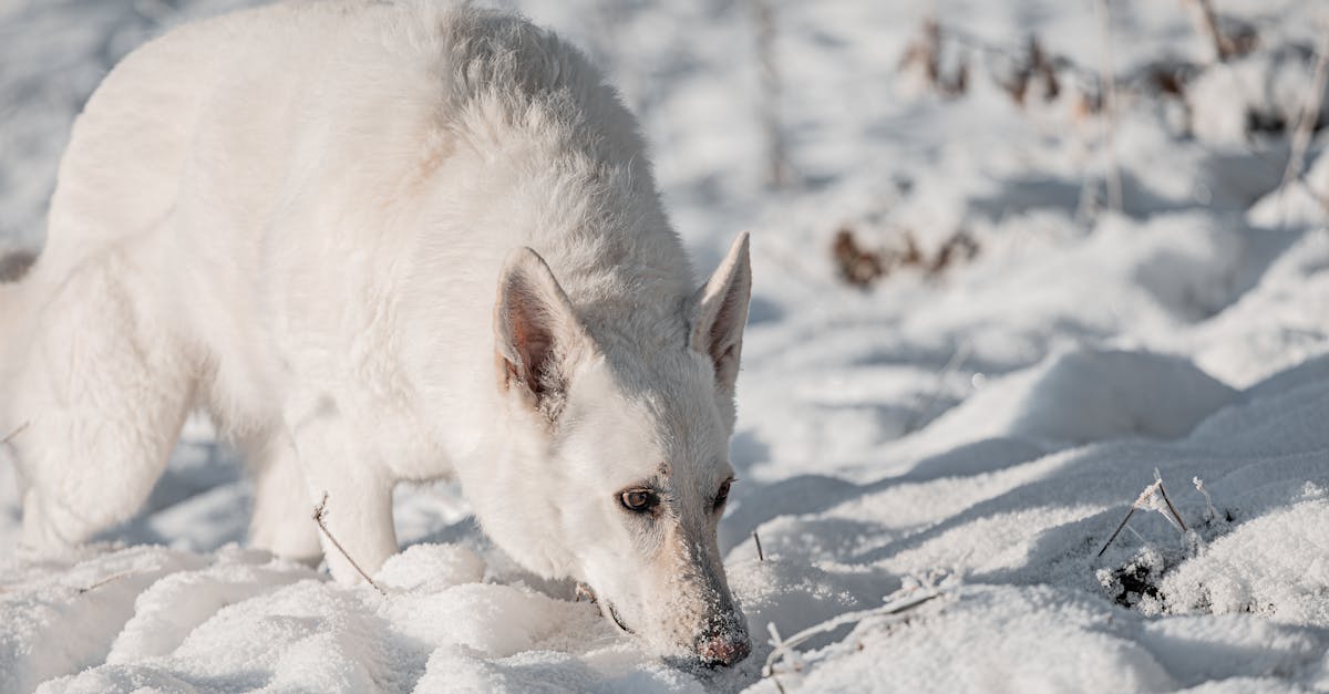 découvrez le swiss white shepherd, un chien élégant, intelligent et loyal, idéal pour la famille. apprenez-en plus sur ses caractéristiques, son tempérament et ses besoins d'éducation et d'exercice.