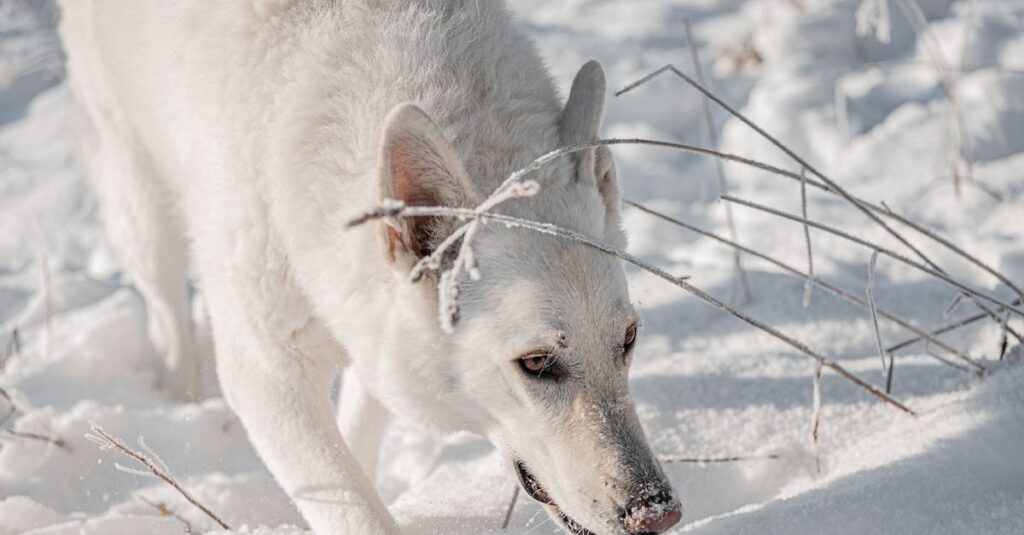 découvrez comment adopter un berger blanc suisse : conseils, démarches et informations essentielles pour offrir un foyer à ce chien loyal et affectueux.