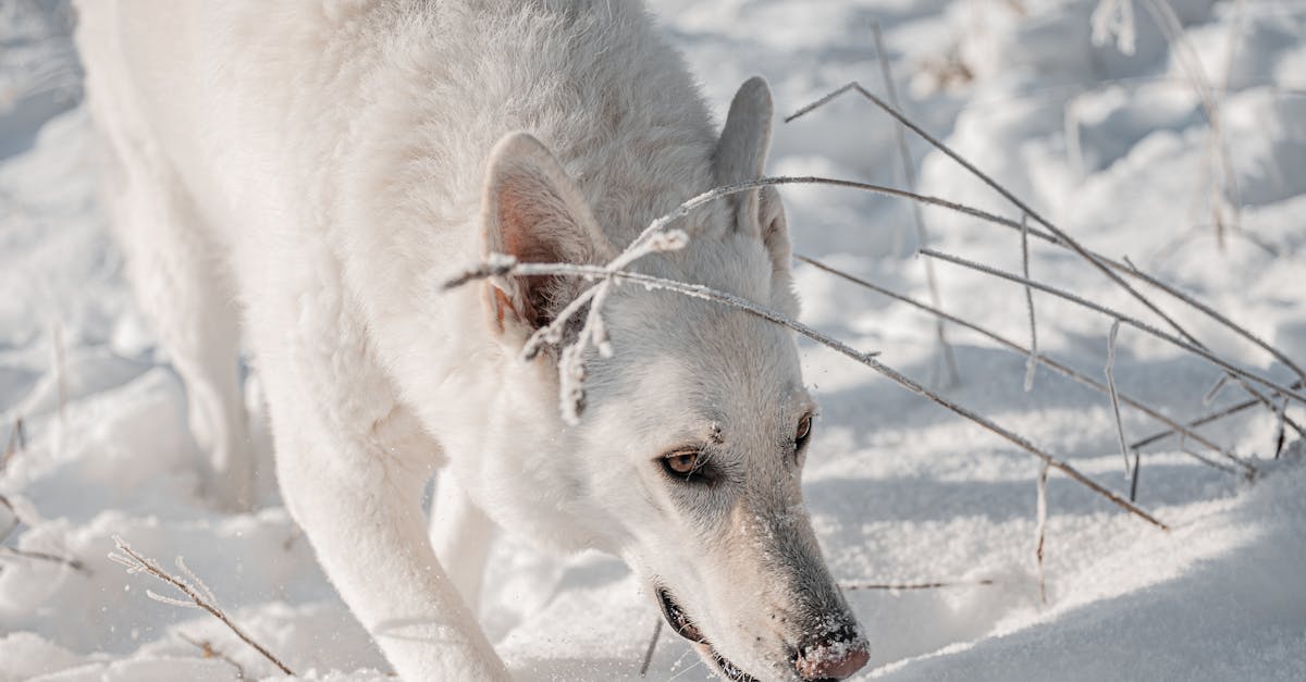 découvrez comment adopter un berger blanc suisse : conseils, démarches et informations essentielles pour offrir un foyer à ce chien loyal et affectueux.