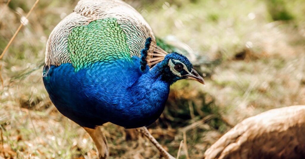 découvrez tout sur le breeding : techniques, conseils et bonnes pratiques pour optimiser l’élevage et la reproduction des animaux ou des plantes. idéal pour passionnés et débutants !