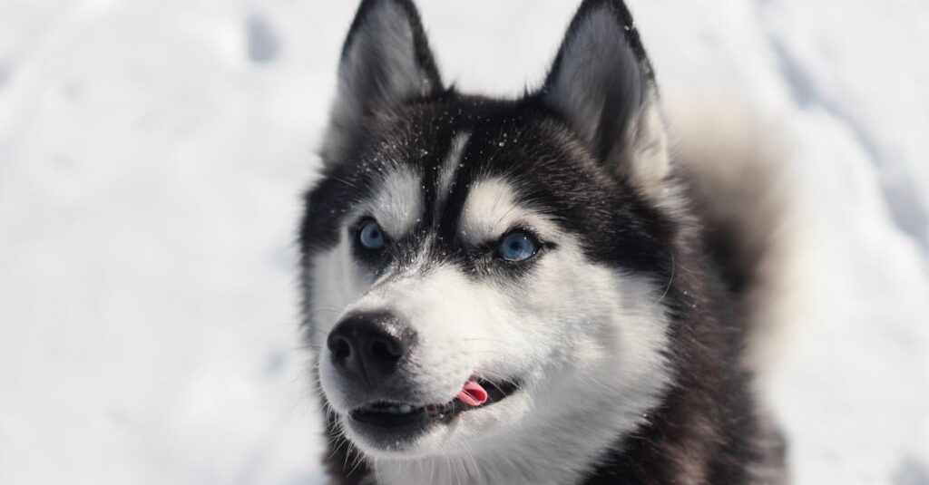 découvrez tout sur le siberian husky : un chien élégant, énergique et loyal, parfait pour les familles actives. conseils sur son caractère, son éducation et ses besoins.