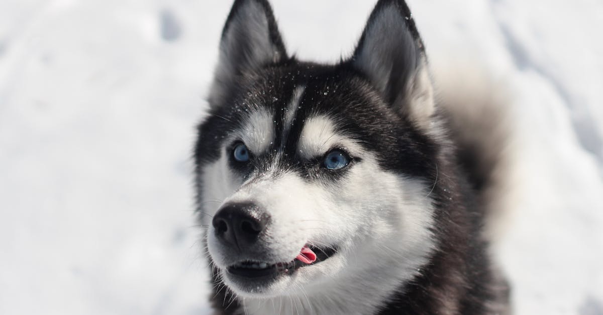 découvrez tout sur le siberian husky : un chien élégant, énergique et loyal, parfait pour les familles actives. conseils sur son caractère, son éducation et ses besoins.