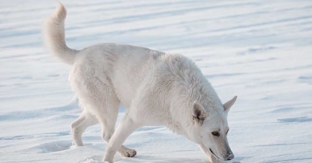 découvrez tout sur le chiot berger blanc suisse : caractère, éducation, conseils d’adoption et photos adorables de ce compagnon loyal et intelligent.