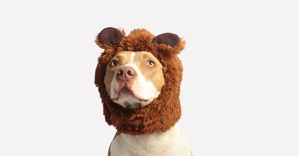 découvrez tout ce qu'il faut savoir sur le chien : conseils, races, alimentation, éducation et bien-être de votre compagnon à quatre pattes.