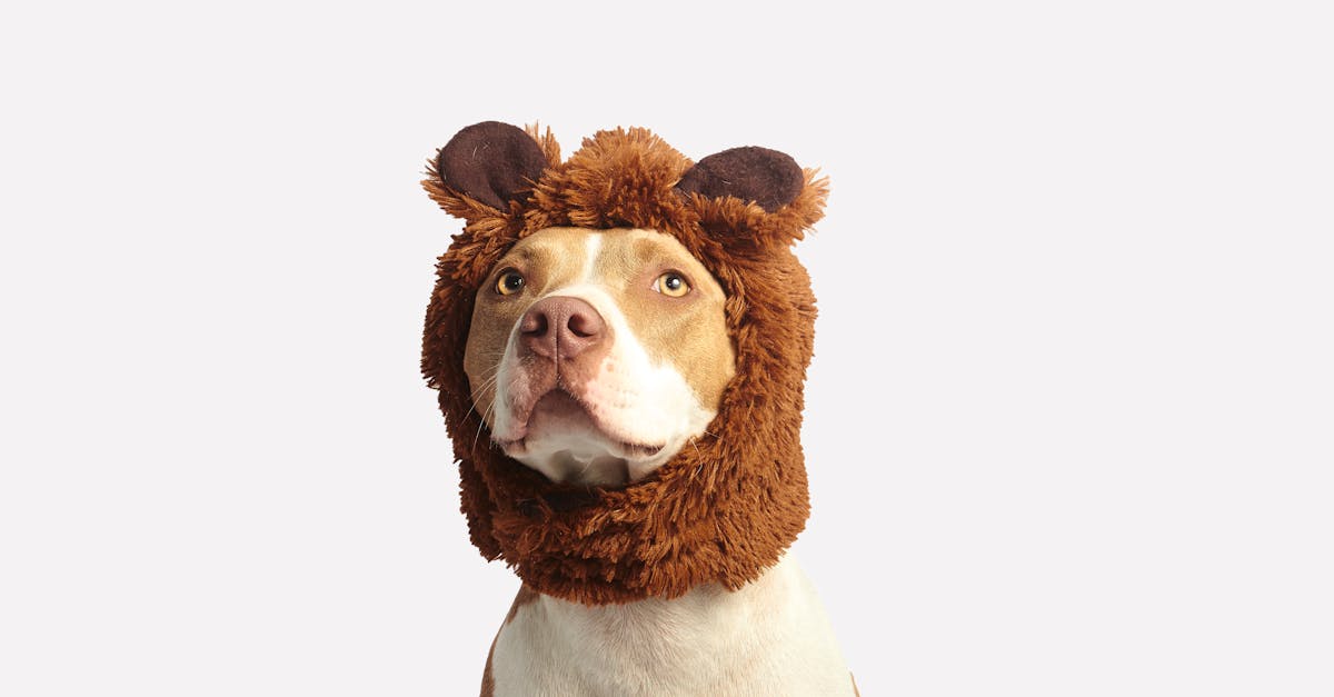 découvrez tout ce qu'il faut savoir sur le chien : conseils, races, alimentation, éducation et bien-être de votre compagnon à quatre pattes.