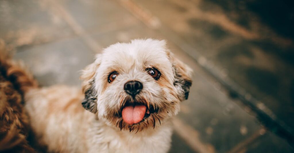 découvrez nos conseils et astuces pour un dressage de chiot réussi : méthodes douces, étapes clés et erreurs à éviter pour éduquer votre chiot efficacement dès les premiers jours.