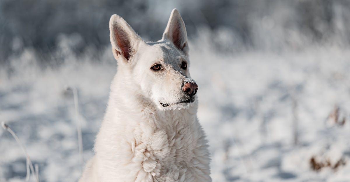 découvrez tout sur le chien swiss white shepherd : origines, caractéristiques, comportement, conseils d'éducation et de santé. un compagnon fidèle, intelligent et élégant, idéal pour toute la famille.
