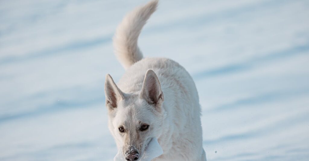 découvrez nos adorables chiots berger blanc suisse, élevés avec amour et prêts à rejoindre leur nouvelle famille. chiots sociables, en bonne santé, issus de lignées de qualité. réservez votre compagnon fidèle dès aujourd'hui !